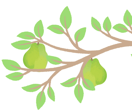 洋梨の木のイラスト